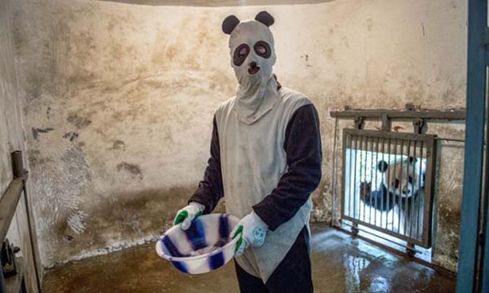 People Dressed As Pandas Living With Pandas