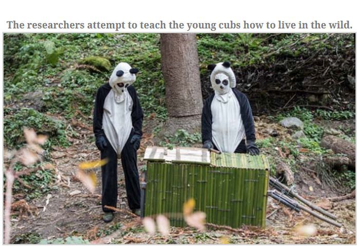 People Dressed As Pandas Living With Pandas