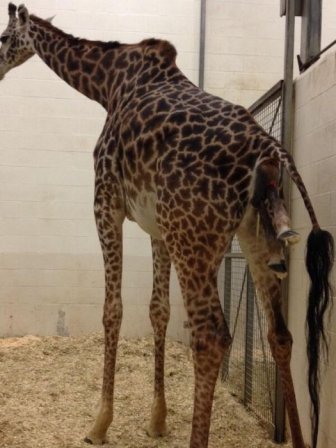 How Baby Giraffes Are Born
