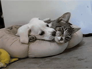 Daily GIFs Mix, part 457