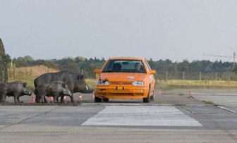 Crash Test: Car vs. Boars