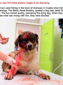 A Hitman Tried To Kill This Dog And Failed