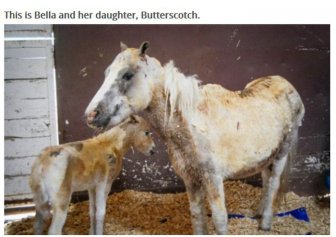 This Pony Proves There's Nothing Like A Mother's Love