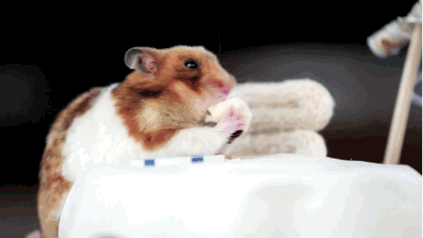 This Hamster Eats Dinner All Alone