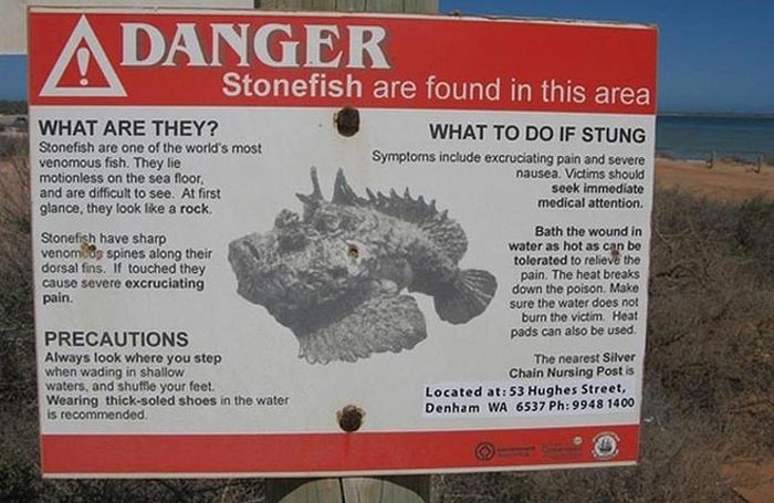 Watch Out For Stonefish They Come Out Of Nowhere