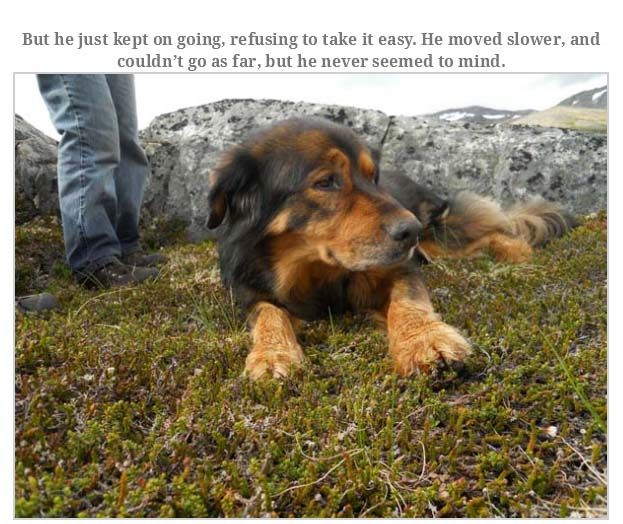 Man Rememebers His Dog That Passed Away