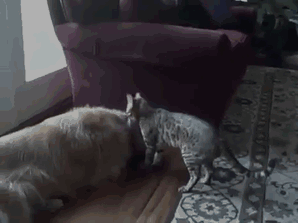 Daily GIFs Mix, part 463