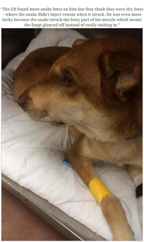Dog Gets Bit By Rattlesnake Trying To Save Owner