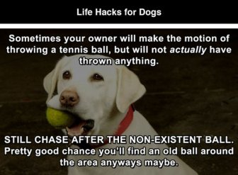 Hilarious Life Hacks For Dogs