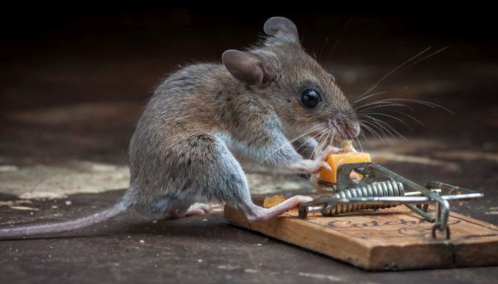 This Mouse Does Battle With A Mousetrap