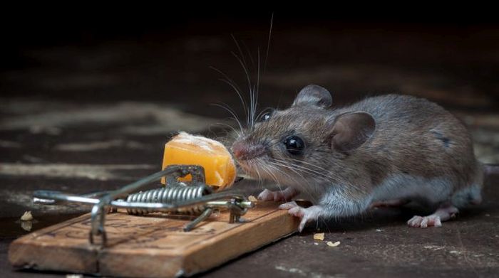This Mouse Does Battle With A Mousetrap