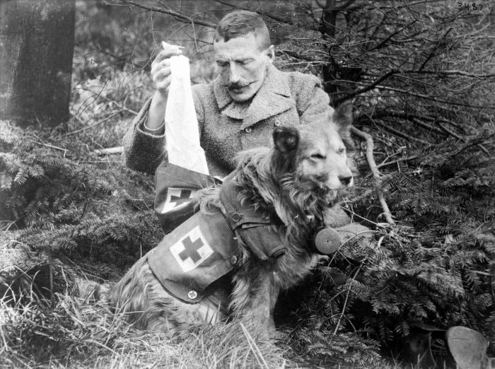The Animals That Helped Fight World War I