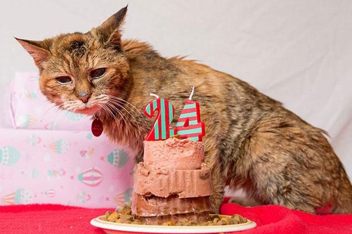 Get Ready To Meet The World’s Oldest Cat