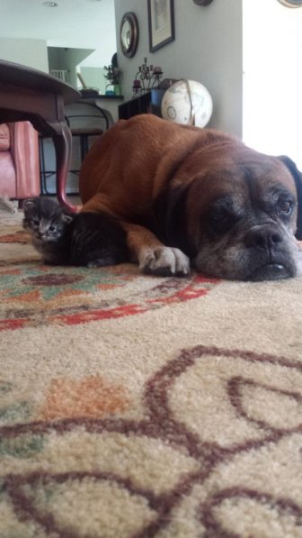 This Dog And Cat Became Besties Pretty Quick
