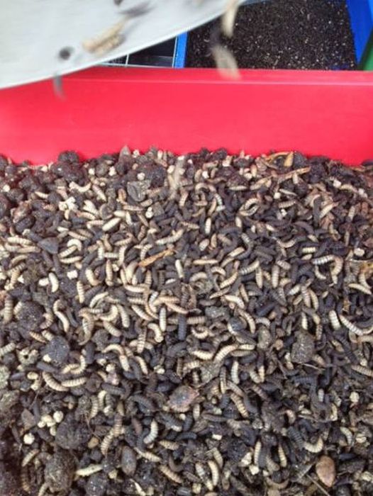 Iceland Is Turning Flies Into Food