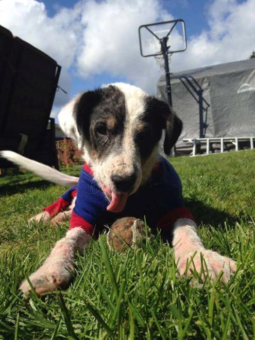 Watch This Rescue Dog's Road To Recovery