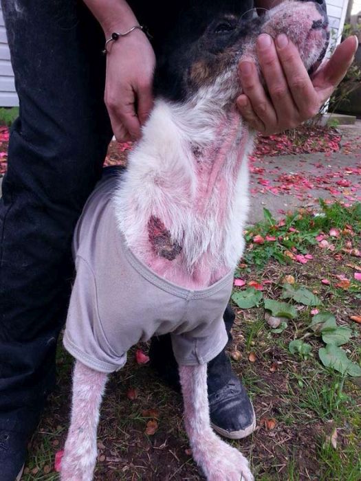 Watch This Rescue Dog's Road To Recovery