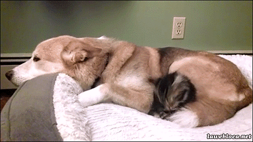 Daily GIFs Mix, part 474