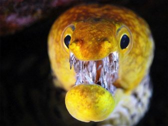 These Eels Will Haunt Your Dreams