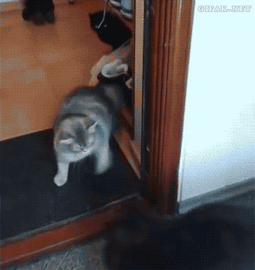 Daily GIFs Mix, part 481