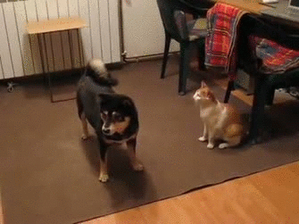 Daily GIFs Mix, part 482