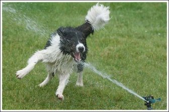 Dogs and sprinklers 