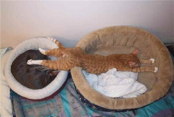 Cats Attempt Planking 