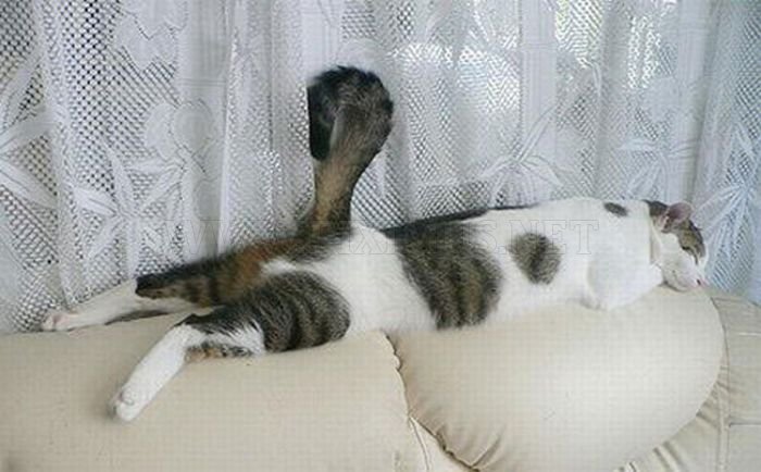 Cats Attempt Planking 