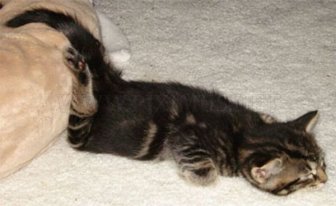 Cats Attempt Planking 