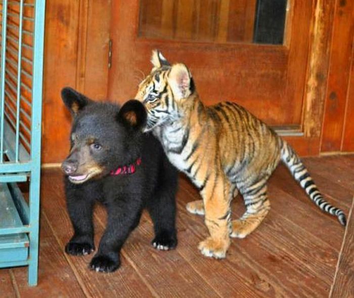A Lion A Tiger And A Bear Become Best Friends