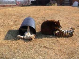 A Lion A Tiger And A Bear Become Best Friends