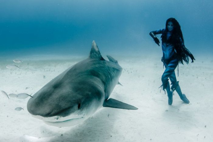 Amazing Underwater Photoshoot With A Shark
