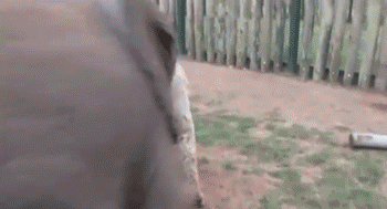 Fall In Love With These Baby Elephants