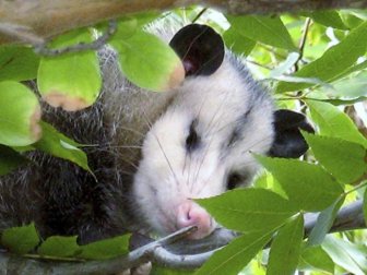 Man Slaps Possum Turns Out To Be Porcupine