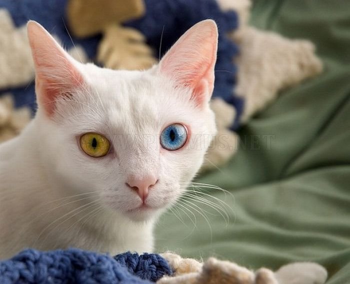 Odd Eyed Cats 
