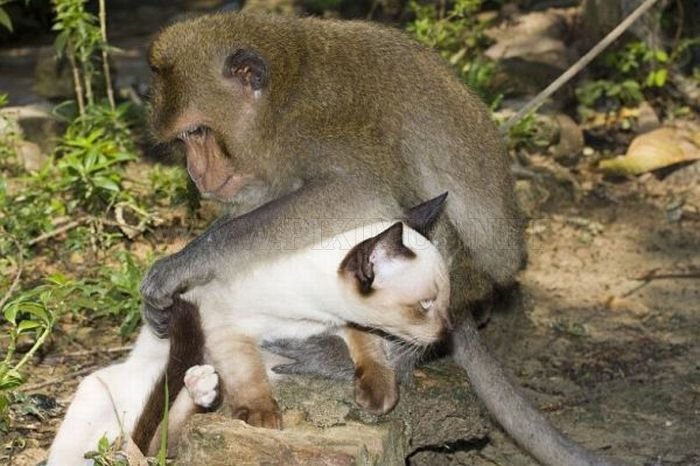 Cat and Monkey 