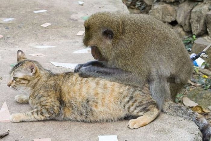 Cat and Monkey 