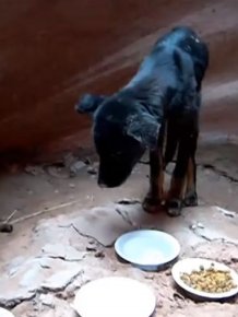 Puppy Gets Rescued From A Canyon