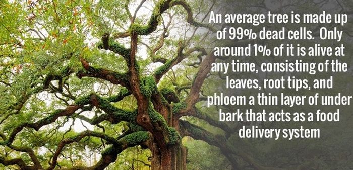 More Amusing Facts To Get Your Brain Going