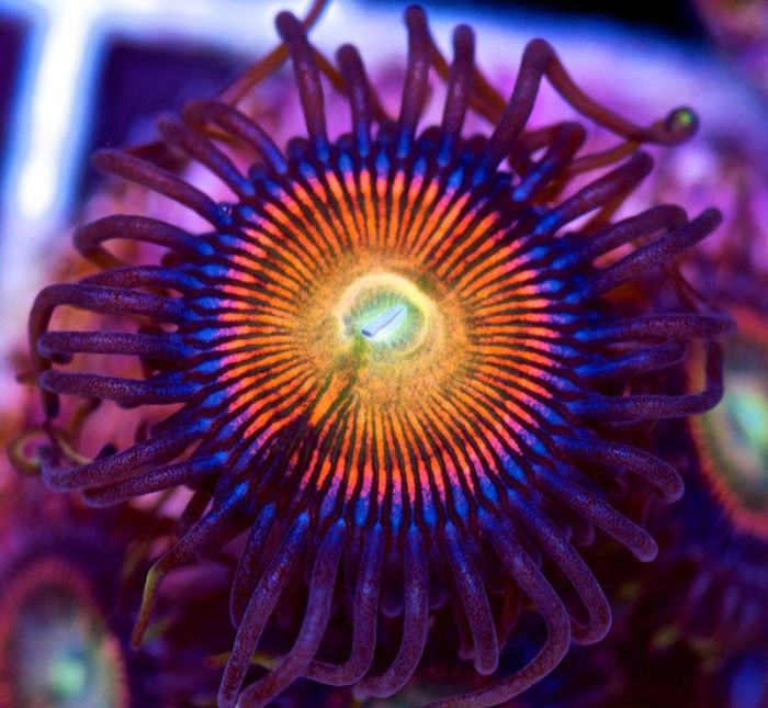 Coral Reefs Look Stunning Under UV Light