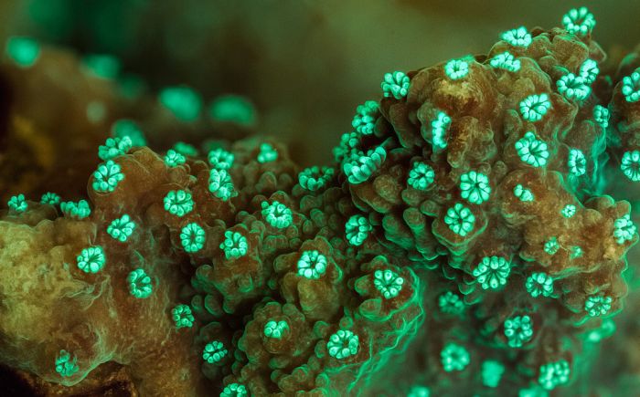 Coral Reefs Look Stunning Under UV Light