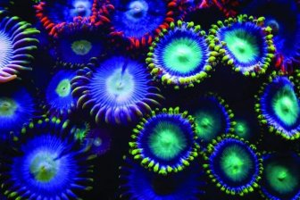 Coral Reefs Look Stunning Under UV Light