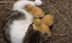 Daily GIFs Mix, part 497