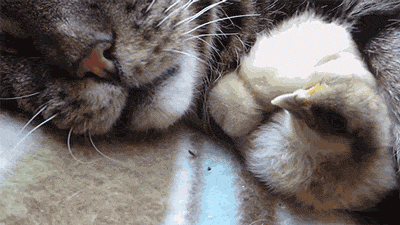 Daily GIFs Mix, part 497