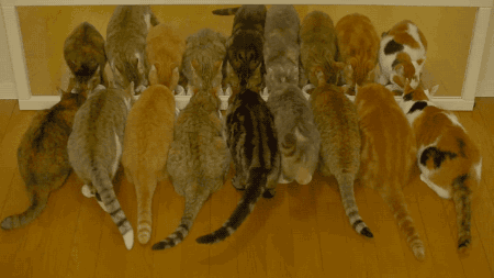 Daily GIFs Mix, part 498