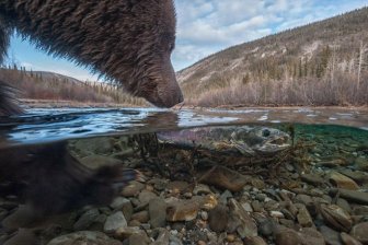 Simply Stunning Wildlife Photos