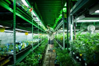 Inside A Marijuana Growhouse