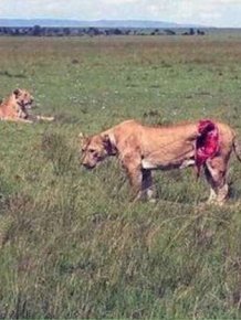 These People Saved A Lion Who Was Brutally Injured