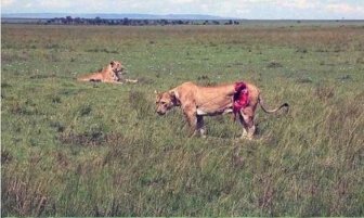 These People Saved A Lion Who Was Brutally Injured