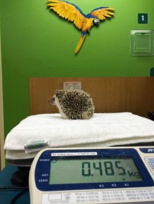 What It Looks Like When Hedgehogs Get Anesthesia